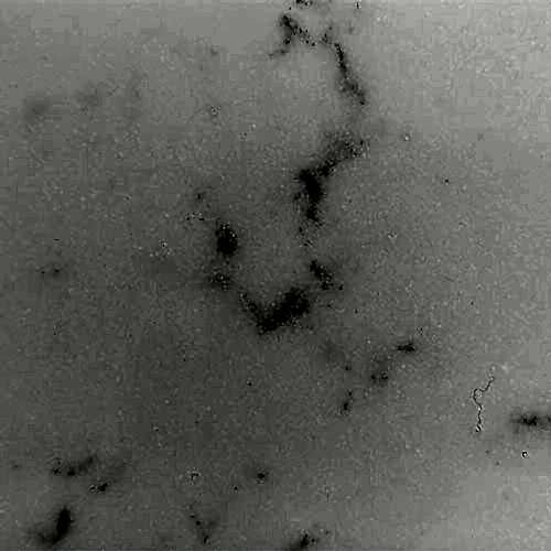 Kashmera White Belenco