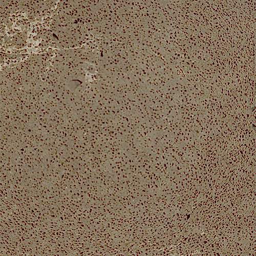 Iron Bark Silestone